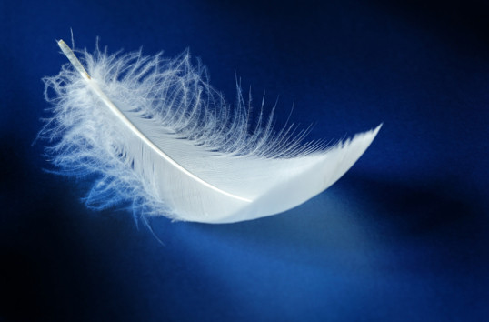 feather 1.jpg